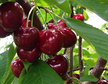 Já disponível o Catálogo Nacional de Variedades de Espécies Hortícolas e Agrícolas 2018